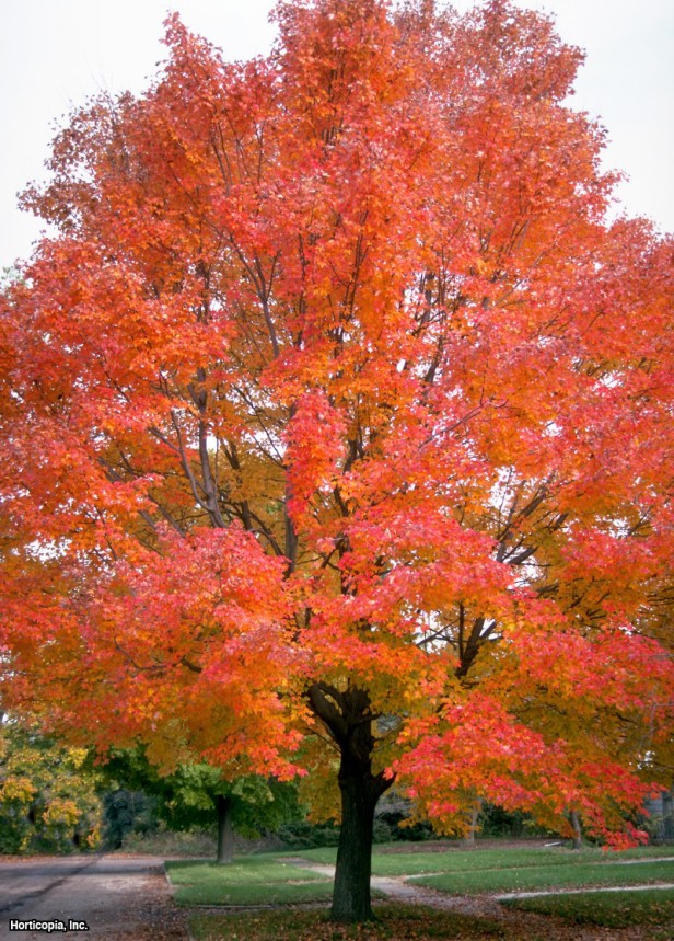 Native Trees Winterberry Gardens