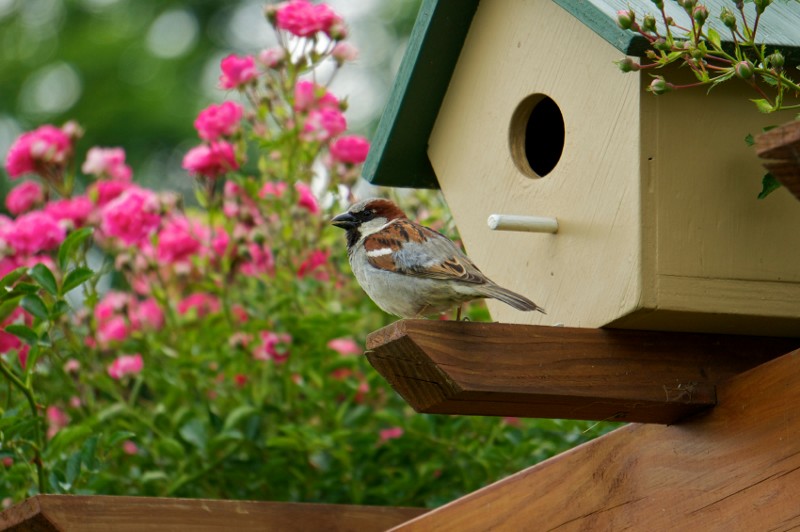 Creating A Bird Garden Winterberry Gardens